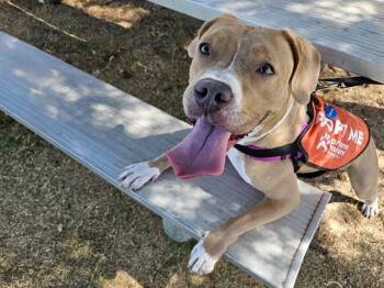 HAZEL -  American Bulldog Dog for Adoption in Phoenix, Arizona - HAZEL | PetCurious