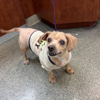 Polly -  Shih Tzu and Mixed Breed Dog for Adoption in Farmersville, Ohio - Polly | PetCurious