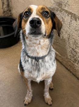 Lizzy -  Beagle and Australian Shepherd Dog for Adoption in Thompson Falls, Montana - Lizzy | PetCurious