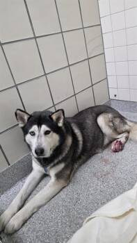 Siberian Husky Dogs Available for Adoption in Pasadena, Texas - A184166 | PetCurious