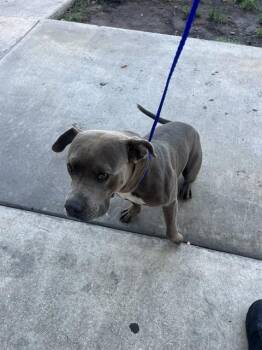 BORICUA -  American Bulldog Dog for Adoption in Doral, Florida - BORICUA | PetCurious
