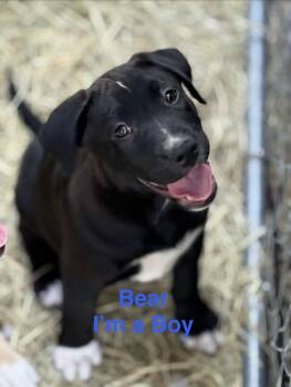 Labrador Retriever Dogs Available for Adoption - Bear | PetCurious