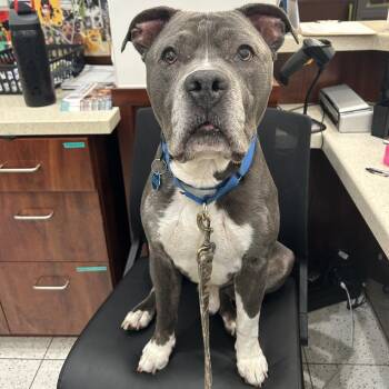 Krumb -  American Bulldog and Mixed Breed Dog for Adoption in West Palm Beach, Florida - Krumb | PetCurious