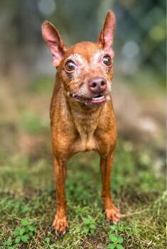 Colonel -  Miniature Pinscher Dog for Adoption in Russellville, Kentucky - Colonel | PetCurious