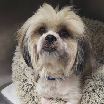 Hei Hei -  Lhasa Apso Dog for Adoption in Orland Hills, Illinois - Hei Hei | PetCurious