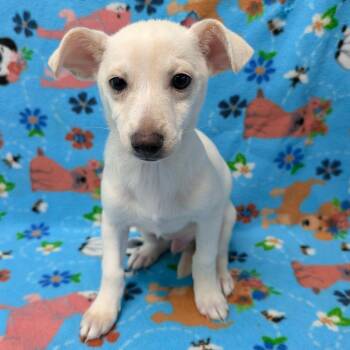 Sanji -  Chihuahua Dog for Adoption in Chico, California - Sanji | PetCurious