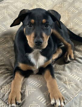 Rescue Labrador Retriever Dogs for Adoption in Rockaway, New Jersey - Gus Lonestar | PetCurious