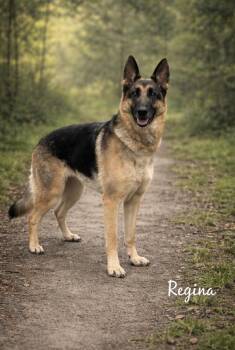 German Shepherd Dog Dogs Available for Adoption - Regina  | PetCurious