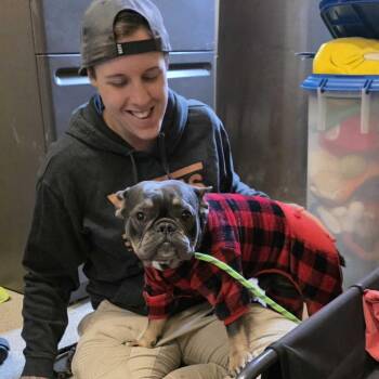 French Bulldog Dogs Available for Adoption in Gloucester, Virginia - Baxter | PetCurious