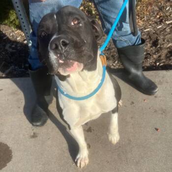 Rescue Pit Bull Terrier Dogs for Adoption in Colorado Springs, Colorado - Bitz | PetCurious