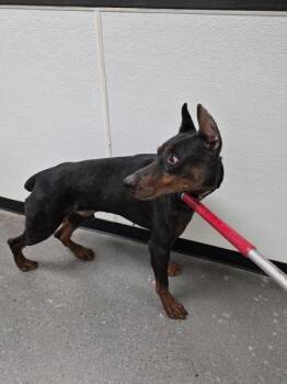 Doberman Pinscher Dogs Available for Adoption - Ic-05 | PetCurious