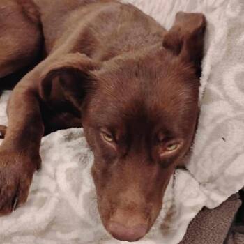 Chocolate Labrador Retriever Dogs Available for Adoption - Sweet Brownie (20260211-03) | PetCurious