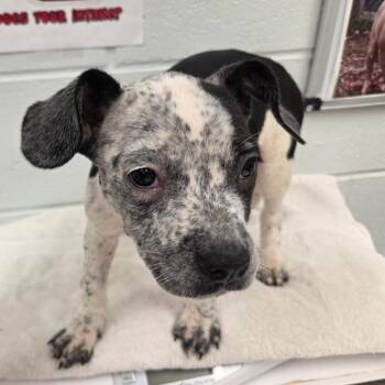 Mixed Breed Dogs Available for Adoption in Chattanooga, Tennessee - Jackie | PetCurious