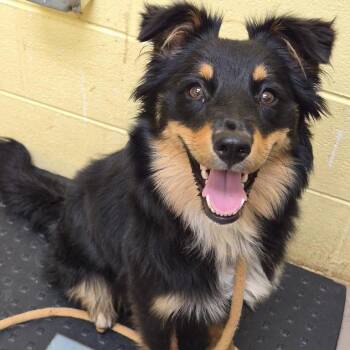Abilene -  Mixed Breed Dog for Adoption in Kennebunk, Maine - Abilene | PetCurious