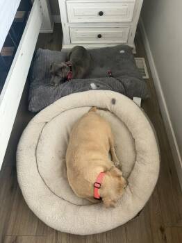 Mixed Breed Dogs Available for Adoption - Canta & Coco | PetCurious