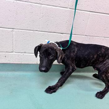 Bent -  Mixed Breed Dog for Adoption in Memphis, Tennessee - Bent | PetCurious