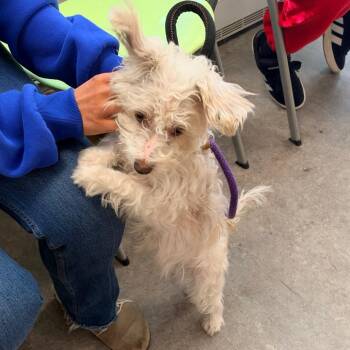 Kandi -  Mixed Breed Dog for Adoption in Philadelphia, Pennsylvania - Kandi | PetCurious