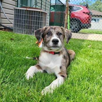 Labrador Retriever and Mixed Breed Dogs Available for Adoption in Shorewood, Illinois - Twinkie | PetCurious