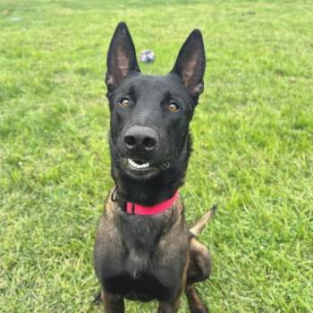 Rescue Belgian Shepherd Malinois Dogs for Adoption in Auburn, California - PEYTON | PetCurious