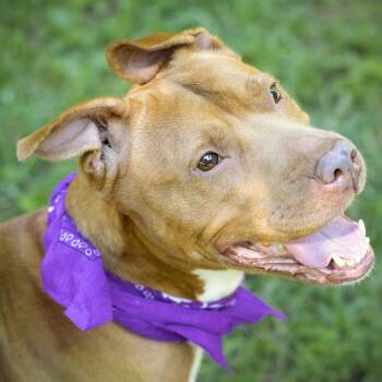 Rescue Pit Bull Terrier Dogs for Adoption in Versailles, Kentucky - Simone | PetCurious
