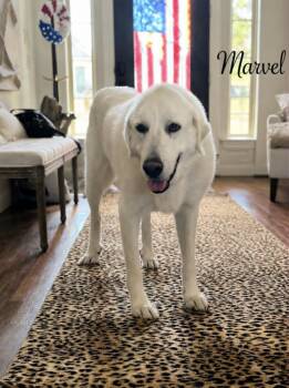 Marvel -  Great Pyrenees Dog for Adoption in Lucas, Texas - Marvel | PetCurious