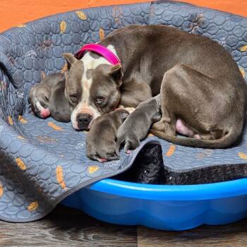 English Bulldog and Boston Terrier Dogs Available for Adoption - Rose Petal | PetCurious