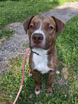 Spot (in a FOSTER home) -  Pit Bull Terrier Dog for Adoption in Springfield, Illinois - Spot (in A FOSTER Home) | PetCurious