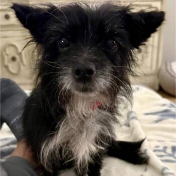 Cairn Terrier Dogs Available for Adoption - Winston | PetCurious