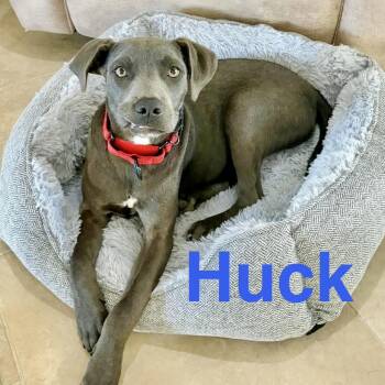 Weimaraner and Cattle Dog Dogs Available for Adoption - Huck | PetCurious