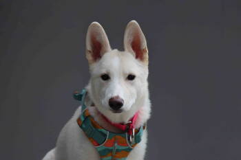 Rescue Siberian Husky and German Shepherd Dog Dogs for Adoption in Walnut Creek, California - Abby | PetCurious