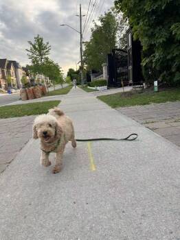 Rescue Miniature Poodle Dogs for Adoption in Markham, Ontario - Ella | PetCurious