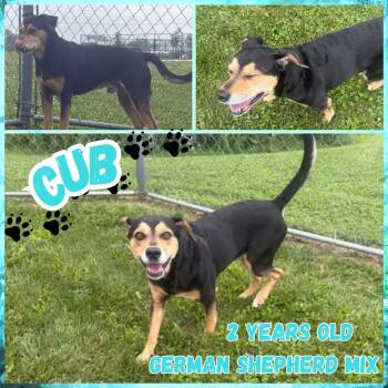 Cub -  German Shepherd Dog Dog for Adoption in Franklin, Indiana - Cub | PetCurious