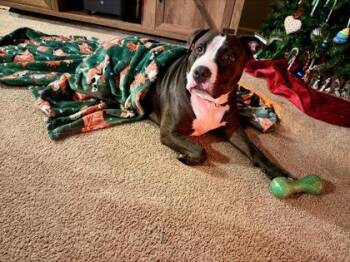 MidKnight -  Pit Bull Terrier and Mixed Breed Dog for Adoption in Atlanta, Georgia - MidKnight | PetCurious