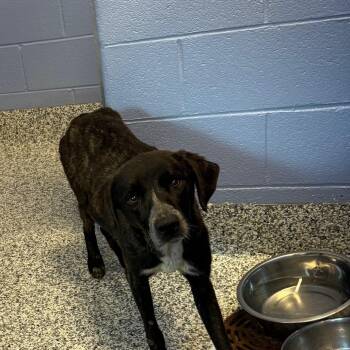 Kiana -  Bluetick Coonhound and Hound Dog for Adoption in Madisonville, Tennessee - Kiana | PetCurious
