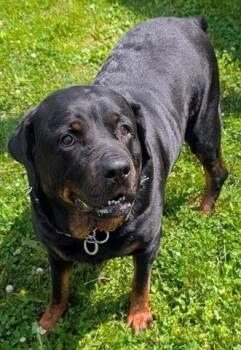 JUNIPER -  Rottweiler Dog for Adoption in Akron, Ohio - JUNIPER | PetCurious