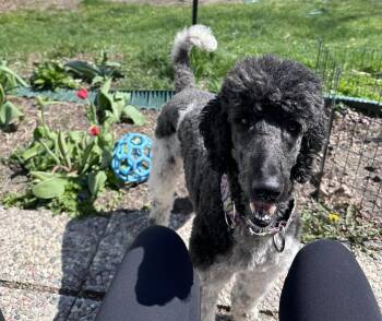 Tundra -  Standard Poodle Dog for Adoption in Courtice, Ontario - Tundra | PetCurious