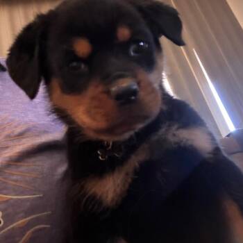 Summer -  Rottweiler Dog for Adoption in Phoenix, Arizona - Summer | PetCurious