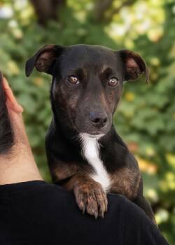 Dachshund Dogs Available for Adoption in El Cajon, California - Frankie | PetCurious