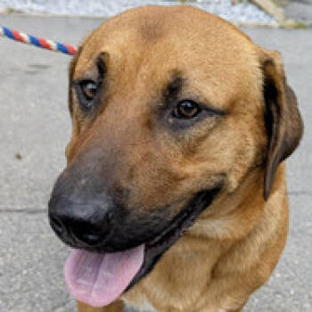 Rescue Basset Hound and Shepherd Dogs for Adoption in Fairfax, Virginia - Goober AB | PetCurious