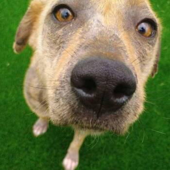 Rescue Yellow Labrador Retriever Dogs for Adoption in Spring, Texas - Birdie | PetCurious