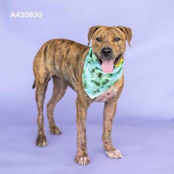 KIP -  Hound and Pit Bull Terrier Dog for Adoption in Conroe, Texas - KIP | PetCurious