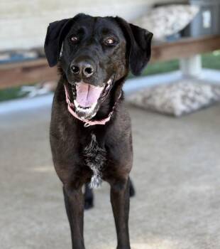 Mamba -  German Shorthaired Pointer Dog for Adoption in Sioux City, Iowa - Mamba | PetCurious