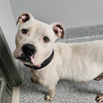 Rescue Mastiff Dogs for Adoption in Wichita, Kansas - Jugs | PetCurious