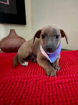 Chiweenie and Dachshund Dogs Available for Adoption - DANA | PetCurious
