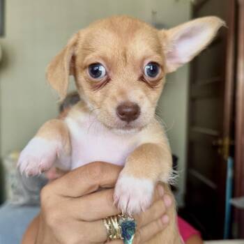 Miss Peanut -  Terrier and Chihuahua Dog for Adoption in Sonoma, California - Miss Peanut | PetCurious