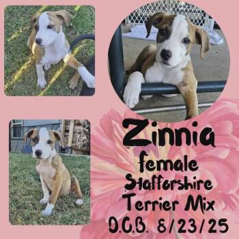 Rescue American Staffordshire Terrier Dogs for Adoption in Caldwell, Texas - Zinnia | PetCurious