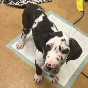 Great Dane Dogs Available for Adoption in Sinking Spring, Pennsylvania - Ozzie | PetCurious
