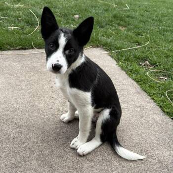 Australian Shepherd and Border Collie Dogs Available for Adoption in Greece, New York - Adelaide | PetCurious