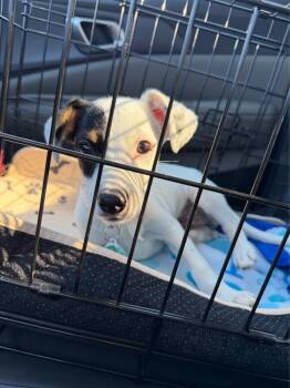 Jelly Bean -  Australian Shepherd and Jack Russell Terrier Dog for Adoption - Jelly Bean | PetCurious
