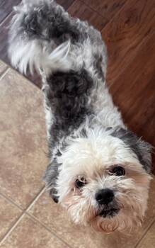Bentley -  Shih Tzu and Bichon Frise Dog for Adoption in Merrill, Wisconsin - Bentley | PetCurious